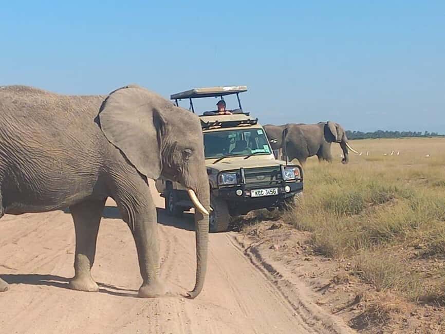OVER NIGHT AMBOSELI PARK FROM NAIROBI BUDGET SAFARI. - Transportation and Comfort