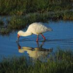 Overnight group joining Safari to Amboseli National Park - Final Thoughts: Who Will Love This Safari?