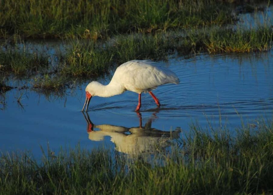Overnight group joining Safari to Amboseli National Park - Final Thoughts: Who Will Love This Safari?
