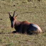 Overnight Private Safari To Masai Mara From Nairobi - FAQ