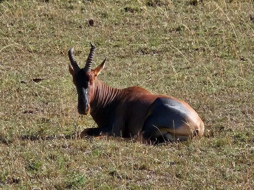 Overnight Private Safari To Masai Mara From Nairobi - FAQ