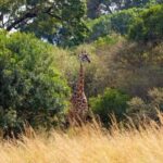 Overnight Safari to Aberdare National park from Nairobi - The Highlight: The Ark Tree Lodge
