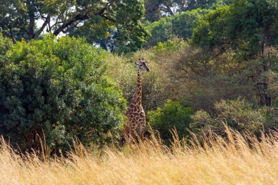 Overnight Safari to Aberdare National park from Nairobi - The Highlight: The Ark Tree Lodge