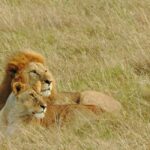 Overnight Safari to Amboseli From Nairobi - The Practical Aspects & What Makes This Tour Valuable