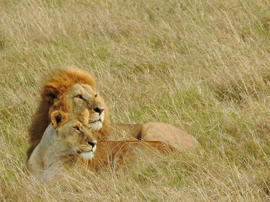 Overnight Safari to Amboseli From Nairobi - The Practical Aspects & What Makes This Tour Valuable