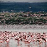 OVERNIGHT SAFARI TO LAKE NAKURU AND LAKE BOGORIA - What Makes This Tour Stand Out