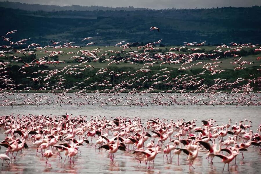 OVERNIGHT SAFARI TO LAKE NAKURU AND LAKE BOGORIA - What Makes This Tour Stand Out