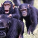Overnight Safari to Olpejeta Conservancy and Mount Kenya. - What Makes This Tour Stand Out?