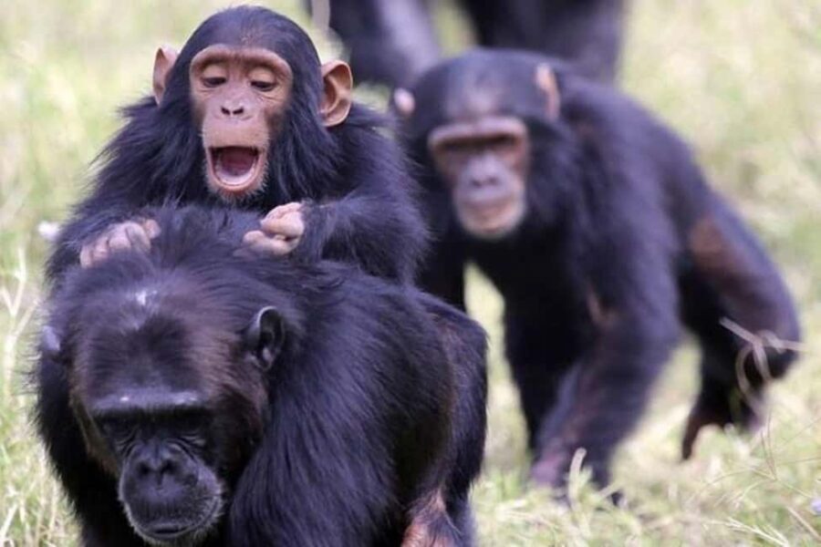Overnight Safari to Olpejeta Conservancy and Mount Kenya. - What Makes This Tour Stand Out?