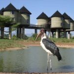 Overnight Safari to Saltlick Safari Lodge from Mombasa/Diani - The Itinerary Breakdown: What to Expect