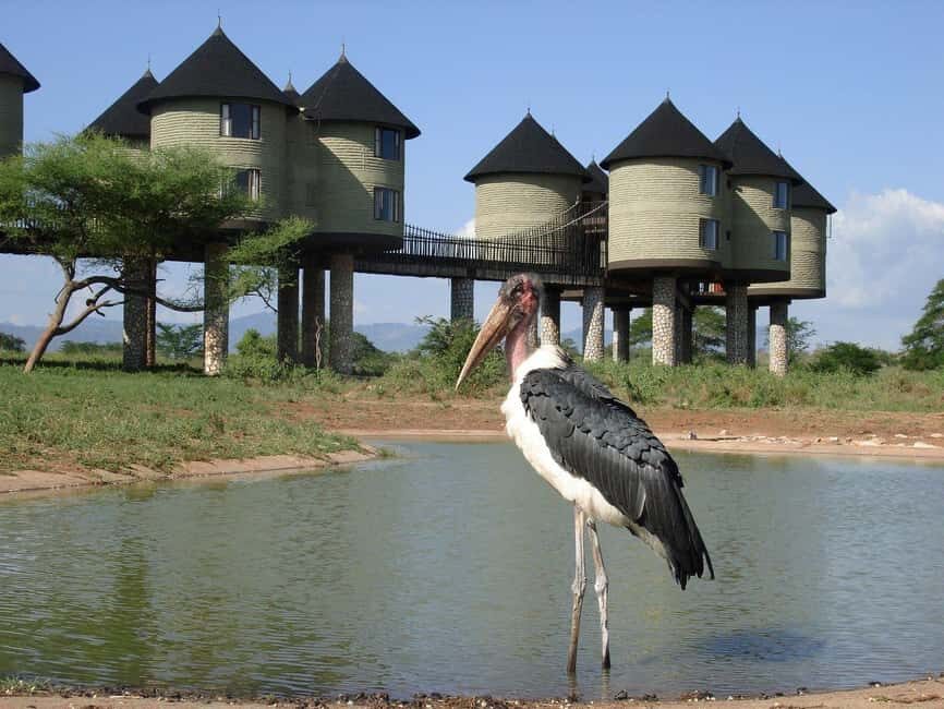 Overnight Safari to Saltlick Safari Lodge from Mombasa/Diani - The Itinerary Breakdown: What to Expect