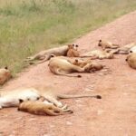 Overnight Safari to Tsavo East From Diani Beach - Why This Safari Will Appeal to You