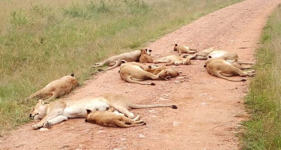 Overnight Safari to Tsavo East From Diani Beach - Why This Safari Will Appeal to You