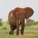 Overnight safari to Tsavo East from Mombasa / Diani Beach - The Sum Up