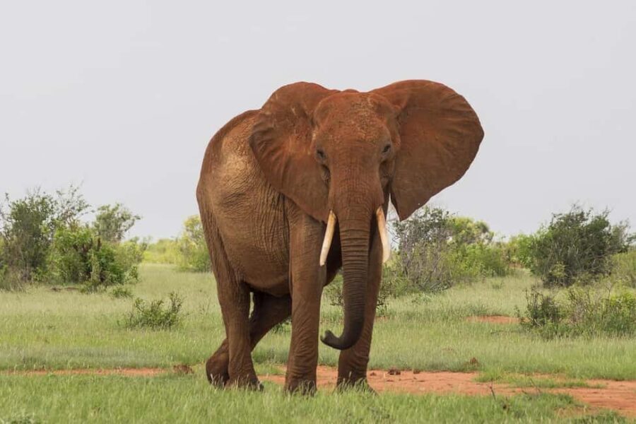 Overnight safari to Tsavo East from Mombasa / Diani Beach - The Sum Up