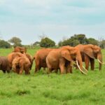 Overnight Safari to Tsavo East National Park from Mombasa - Why This Tour Offers Good Value
