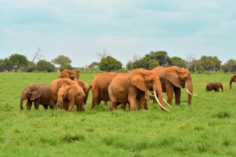 Overnight Safari to Tsavo East National Park from Mombasa - Why This Tour Offers Good Value