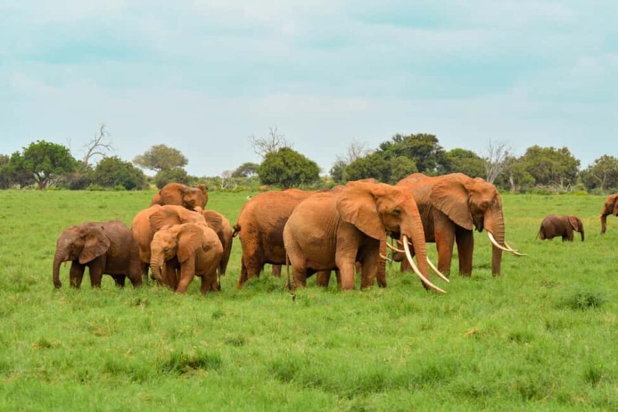 Overnight Safari to Tsavo East National Park from Mombasa - Why This Tour Offers Good Value