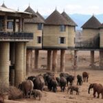 Overnight Saltlick Safari from Mombasa or Diani - What Makes This Safari Stand Out?