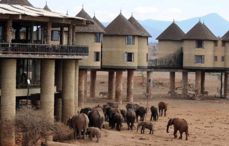 Overnight Saltlick Safari from Mombasa or Diani - What Makes This Safari Stand Out?