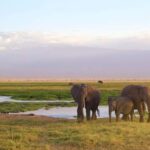 Overnight Tour to Amboseli National park from Nairobi - Detailed Review of the Amboseli Overnight Tour