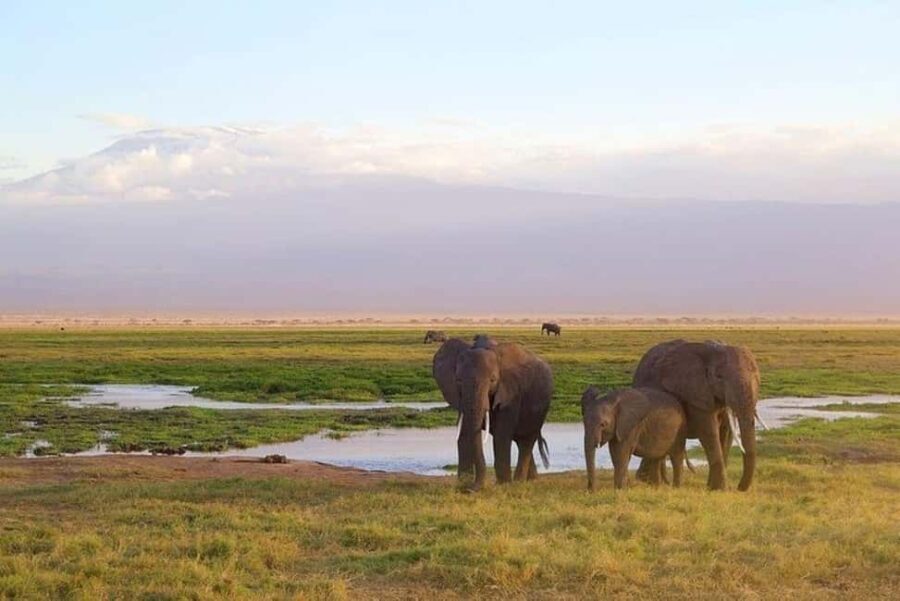 Overnight Tour to Amboseli National park from Nairobi - Detailed Review of the Amboseli Overnight Tour