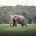 Overnight tour to OL Pejeta Conservancy - Day 2: Morning Game Drive & Return to Nairobi