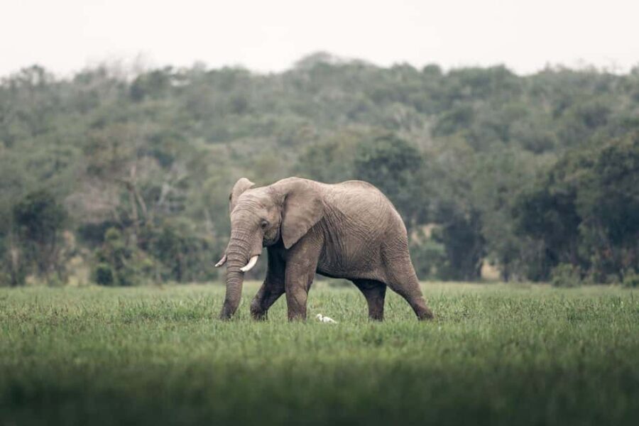 Overnight tour to OL Pejeta Conservancy - Day 2: Morning Game Drive & Return to Nairobi