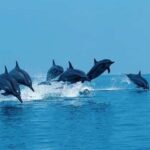 Paje Beach, Lunch at The Rock Restaurant, Mnemba Snorkeling - What to Expect from the Tour