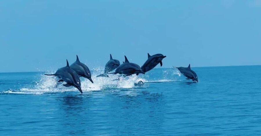 Paje Beach, Lunch at The Rock Restaurant, Mnemba Snorkeling - What to Expect from the Tour