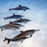 Paje Beach Tour, Lunch at The Rock, Mnemba Dolphin Tour - A Closer Look at the Itinerary and Experiences