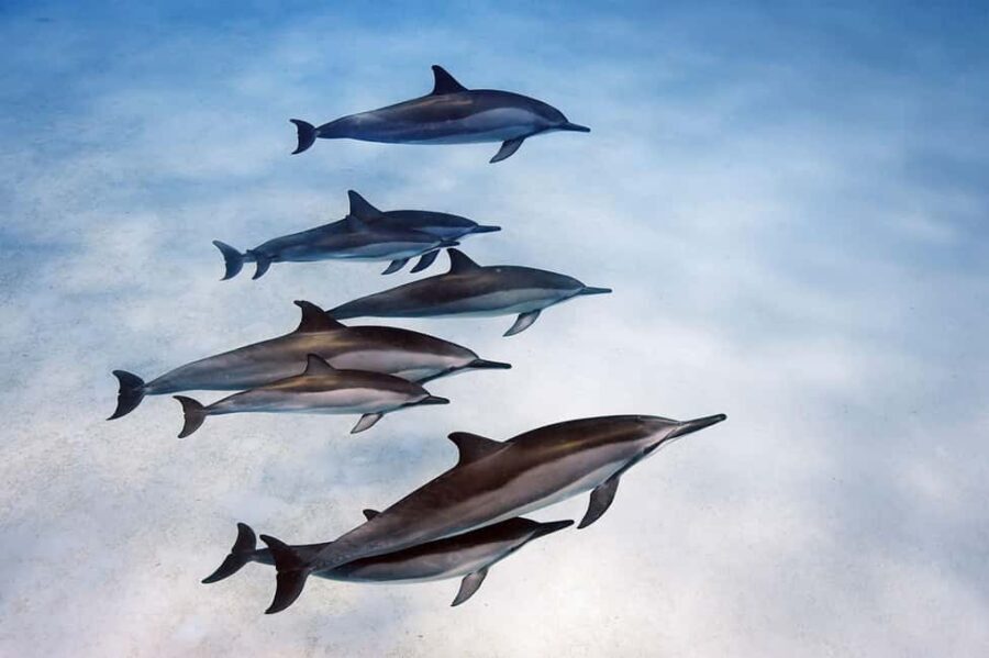 Paje Beach Tour, Lunch at The Rock, Mnemba Dolphin Tour - A Closer Look at the Itinerary and Experiences