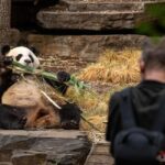Panda & Friends Tour and a Day at Adelaide Zoo - What to Expect from the Panda & Friends Tour at Adelaide Zoo