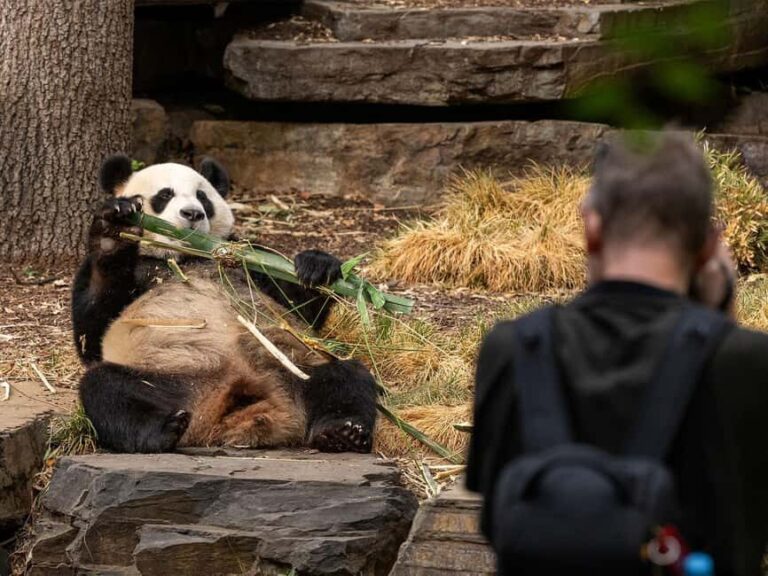 Panda & Friends Tour and a Day at Adelaide Zoo - What to Expect from the Panda & Friends Tour at Adelaide Zoo