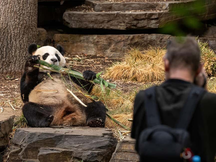 Panda & Friends Tour and a Day at Adelaide Zoo - What to Expect from the Panda & Friends Tour at Adelaide Zoo