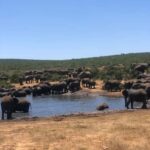 Park View Safari: Addo Elephant National Park Full-Day Tour - The Guide and Group Experience