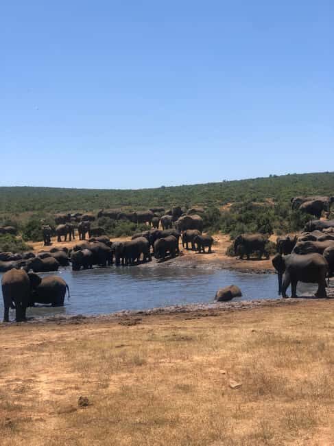 Park View Safari: Addo Elephant National Park Full-Day Tour - The Guide and Group Experience