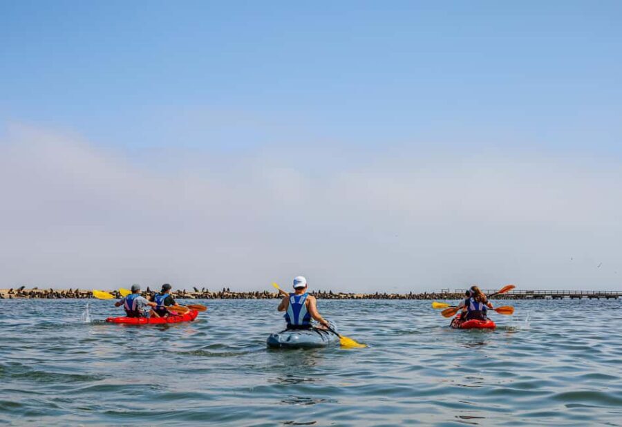 Pelican Point: Kayak with Seals Experience - Frequently Asked Questions