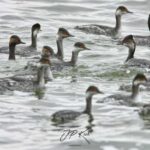 Pelican Point Peninsula Tour - Key Points
