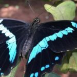 Pemba Island: Butterfly Sanctuary Tour - What to Expect from the Pemba Butterfly Sanctuary Tour