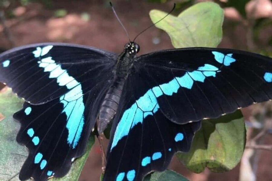 Pemba Island: Butterfly Sanctuary Tour - What to Expect from the Pemba Butterfly Sanctuary Tour