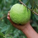 Pemba Island: Chake Chake and Spice Farm Tour - The Spice Farms Experience