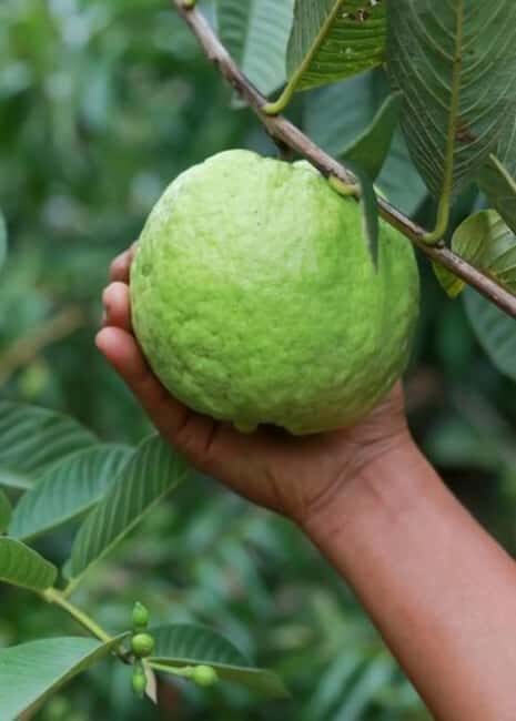 Pemba Island: Chake Chake and Spice Farm Tour - The Spice Farms Experience