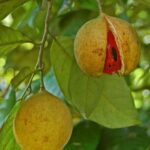 Pemba Island: Dhow Race and Spice Plantation Tour - Exploring Pemba Island’s Maritime Heritage