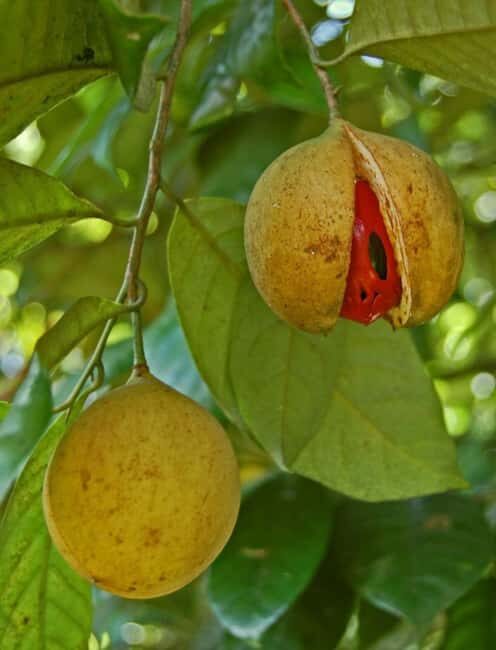 Pemba Island: Dhow Race and Spice Plantation Tour - Exploring Pemba Island’s Maritime Heritage