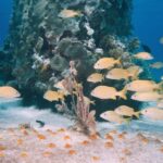 Pemba Island: Eco Lodge Tour with Sandbank Picnic - The Sandbank Experience: Seclusion and Serenity