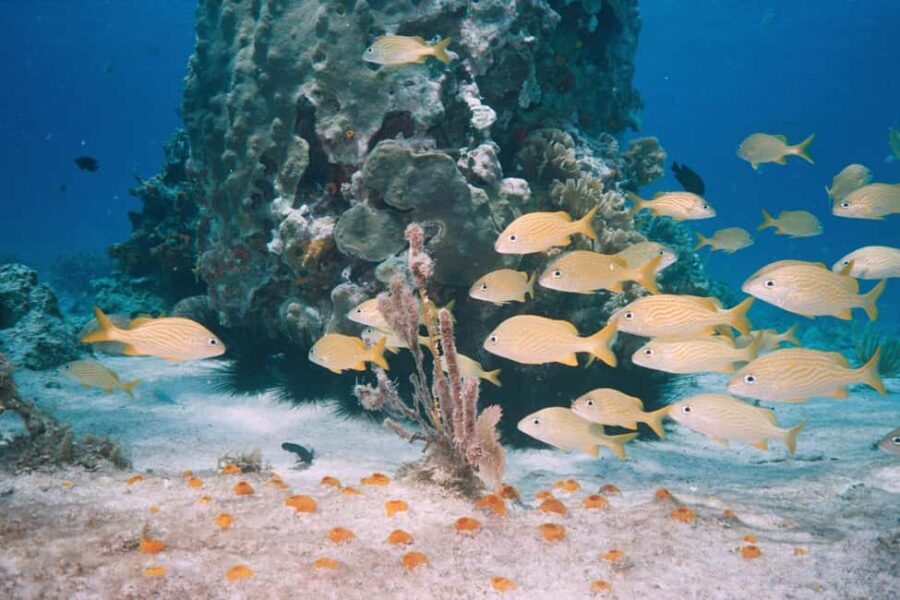 Pemba Island: Eco Lodge Tour with Sandbank Picnic - The Sandbank Experience: Seclusion and Serenity