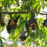 Pemba Island: Ngezi Forest and vumawimbi beach Tour - From Forest to Coast: Vumawimbi Beach