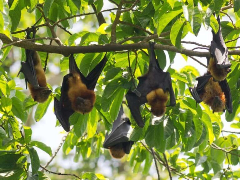 Pemba Island: Ngezi Forest and vumawimbi beach Tour - From Forest to Coast: Vumawimbi Beach