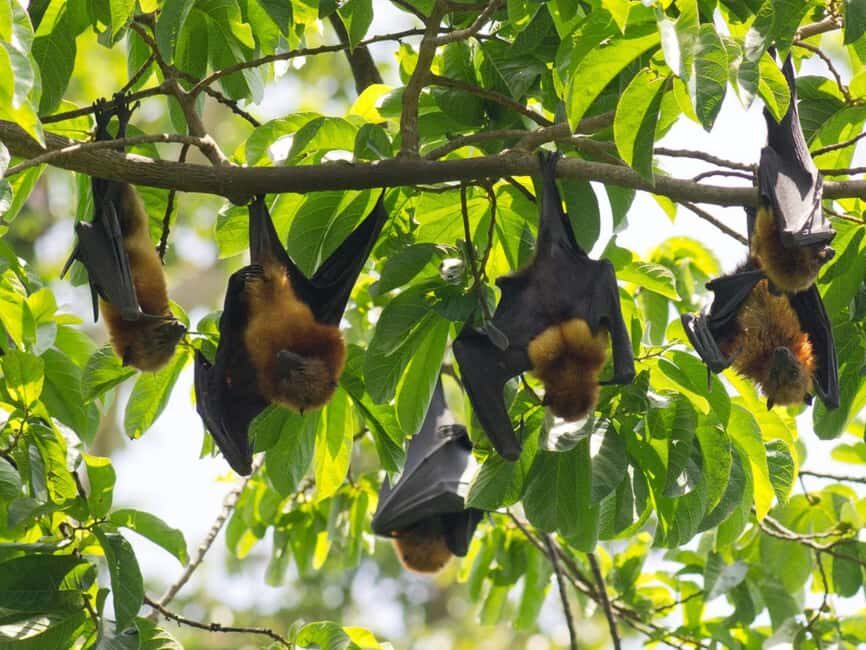 Pemba Island: Ngezi Forest and vumawimbi beach Tour - From Forest to Coast: Vumawimbi Beach